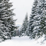 Pisoshare Winter Snow Pine Forest Snowflake Wallpaper Natural Scenic Photo Background Photographic